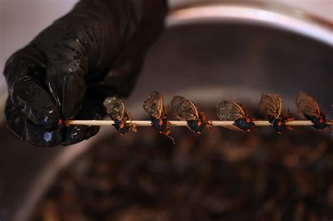 The Shocking Truth Behind El Paso's Grasshopper Invasion