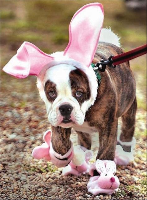 Dog Easter Costumes Cute Animals Dog Costumes Funny Animals