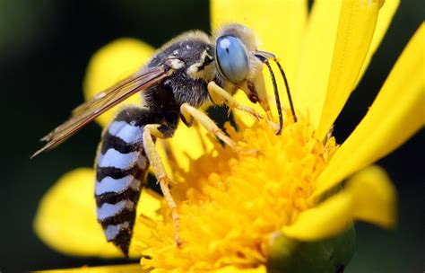 Watch Australian Blue Banded Bee Which Pollinates By Head Banging