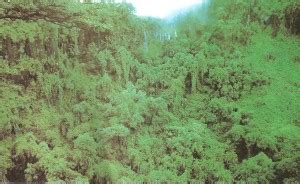 We made our own trails. Triple Canopy Jungle & Vietnam Voices Sam Rankin U0027I ...