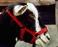There are 6849 goat collar for sale on etsy, and they cost $16.67 on average. Collars and Head Collars from Frenchall Goats