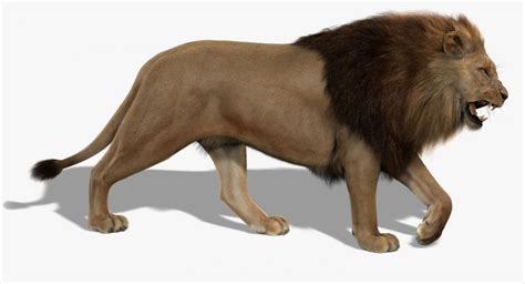 Lion With Fur 3d Model Best Of 3d Models
