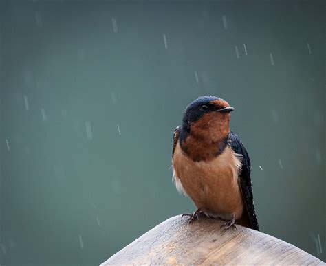 Five Ways To Become A Swallow Steward This Season Bc Spca