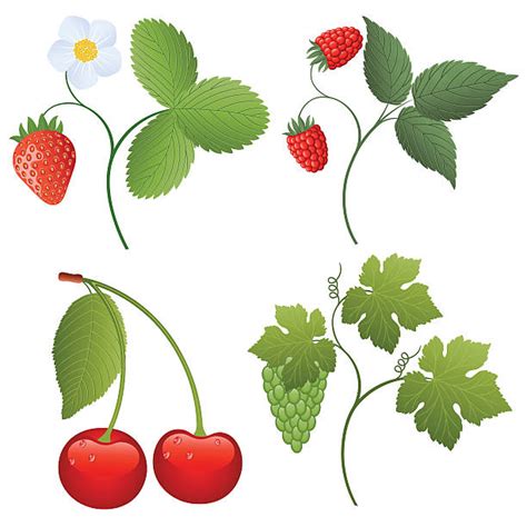 Strawberry Vine Illustrations Royalty Free Vector Graphics And Clip Art
