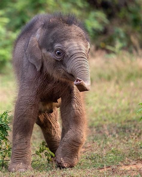 🐘elephant Elephants Elephantlove Saveelephant Iloveelephant