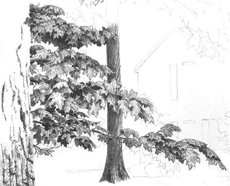 However, the steps in this tutorial are fairly universal, so this primer on how to draw a realistic whenever you draw something, use a subject for reference. DRAWING TREE FOLIAGE part 3 - BALLPOINT PEN DRAWING ...