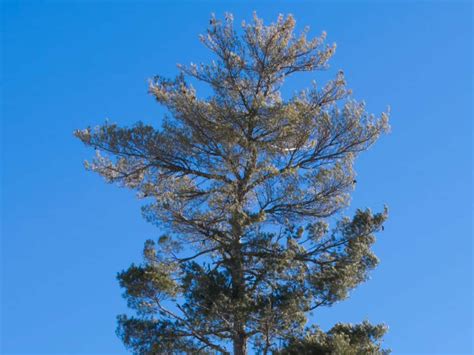 Pictures were exchanged and fgt said they would send replacements. 15 Amazingly Fast Growing Trees That Give Your Yard Shade ...