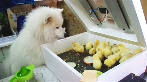 Funny Dogs Meeting Cute Baby Animals Funny Pets Youtube