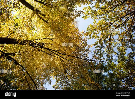 Autumn In The Tiergarten Park In Berlin Stock Photo Alamy