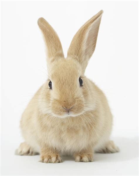 Beige Bunny Rabbit On White Background Photograph By