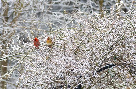 Male And Female Cardinal Perch Together In A Snowy Rose Bush In Winter
