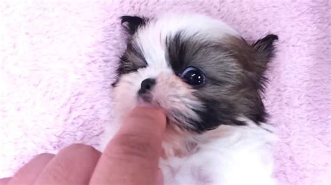 Contact now and get a huge discount. Micro teacup Shih Tzu puppies for sale - YouTube