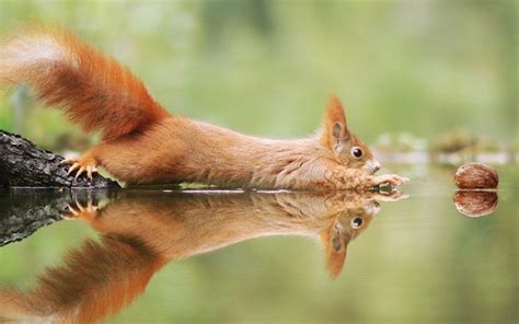 Les Plus Belles Photos Danimaux Sauvages