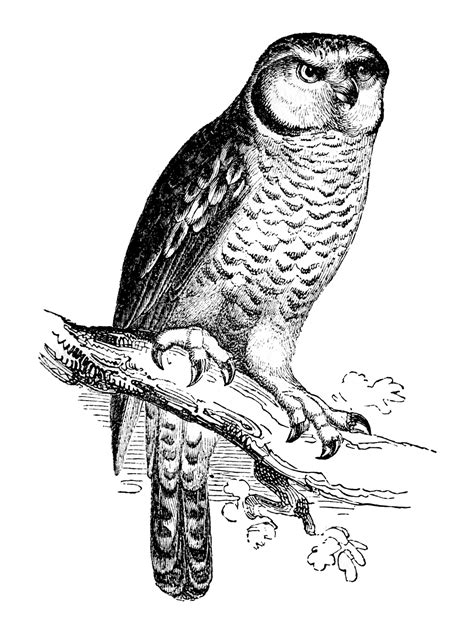Check spelling or type a new query. Vintage Clip Art - Owl Engraving - The Graphics Fairy
