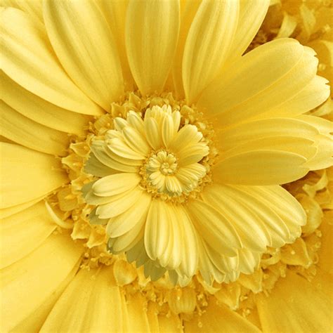 Pinkruby flowers gif nature gif flower art painting. Beauty GIF - Find & Share on GIPHY