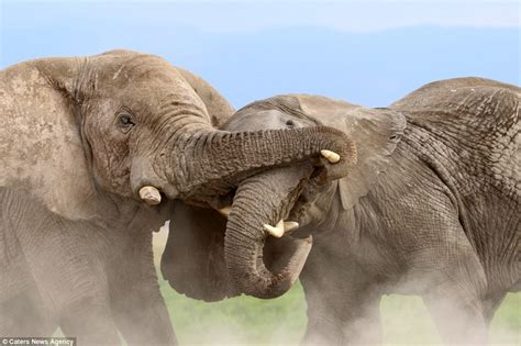 elephants square    battle   control   herd  kenya daily mail