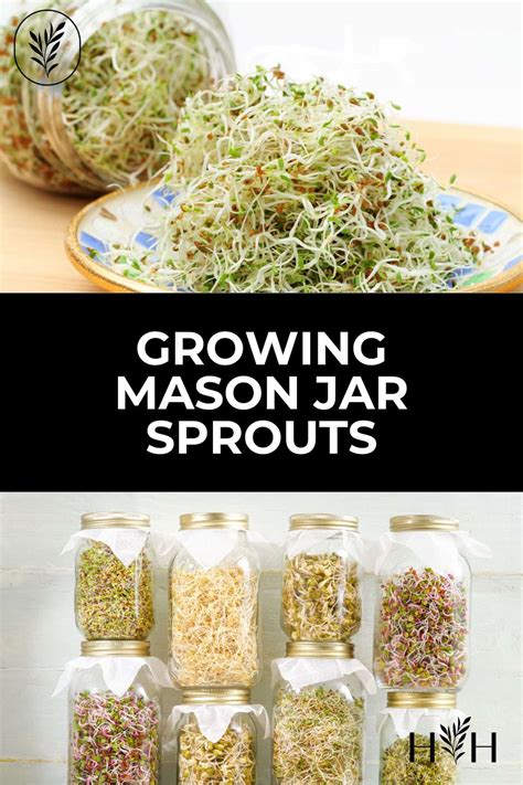 How To Grow Sprouts In A Mason Jar For A Crunchy Nutritious Treat 🌱🥗
