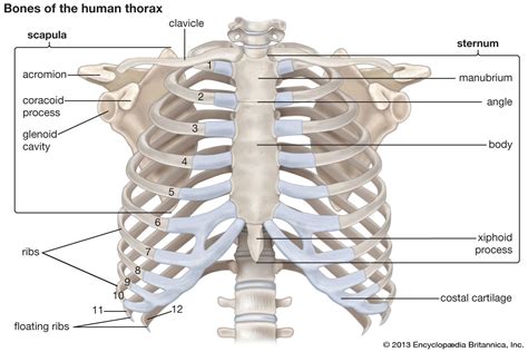 Human Rib Cage Human Ribs Thoracic Cavity Rib Cage Anatomy