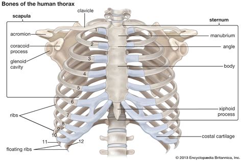 Human Rib Cage Human Ribs Thoracic Cavity Thoracic Cage