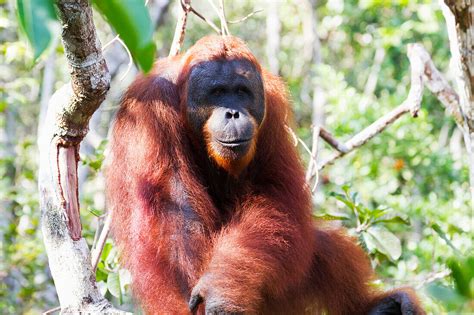 Male Bornean Orangutan Pongo Pygmaeus Bild Kaufen 70523066