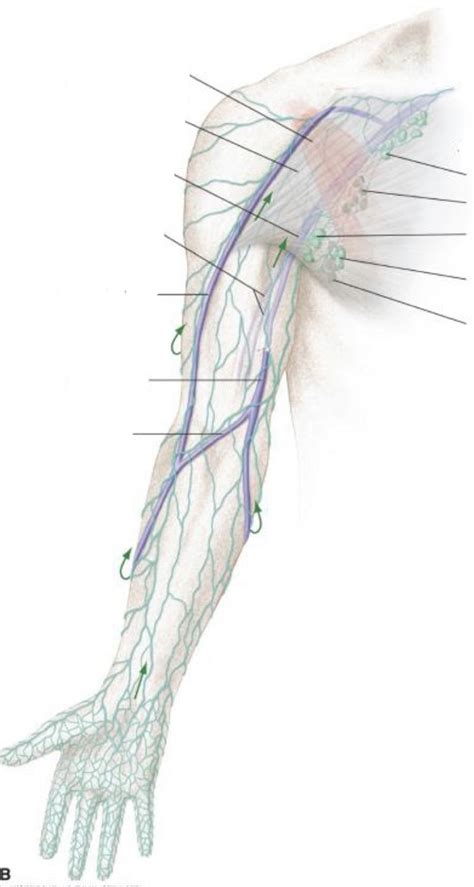 Label The Axillary Lymph Nodes Diagram Quizlet