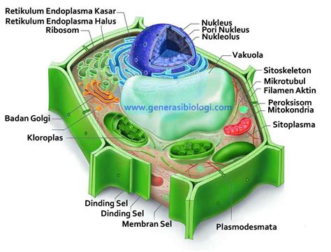 Maybe you would like to learn more about one of these? Tubuh Makhluk Hidup Yang Terdiri Atas Satu Sel Disebut ...