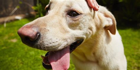 6 Myths About Shelter Dogs That Are Actually Total Lies The Dodo