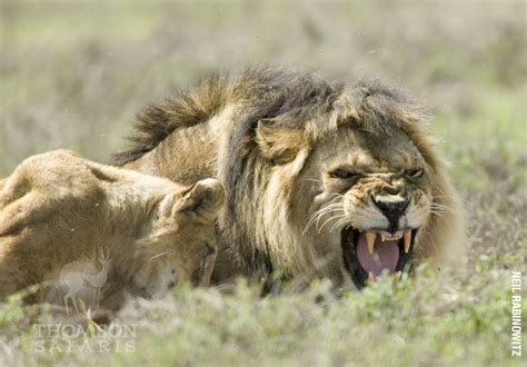 How long is a rabbit's pregnancy? Hide-and-Go-Birth: The Sneaky Pregnancy of a Lioness ...