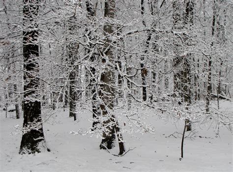 무료 이미지 숲 분기 눈 겨울 자작 나무 날씨 시즌 신발류 서식지 동결 자연 환 경 우디 식물