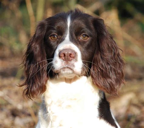 Field spaniels love people and are eager to please, loyal and loving. Superb English Springer Spaniel Puppies | Colchester ...