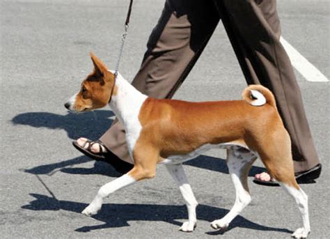 Learn About The Basenji Dog Breed From A Trusted Veterinarian