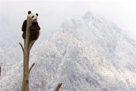 Giant Panda No Longer Endangered Wwf 1 Cn