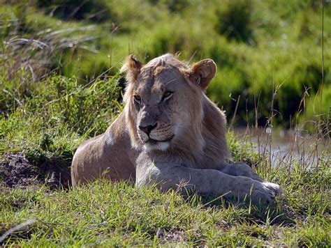 Kenya Lion Leo Free Photo On Pixabay