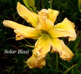 The list includes all growers i was able to find via the. Solar Blast | Nonnie's Daylily Gardens
