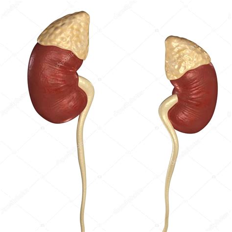 Human Kidneys Human Anatomy Stock Photo By ©sciencepics 76747433