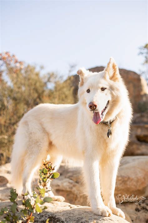 Rogue & Thunder — Santa Barbara Wedding Photographer