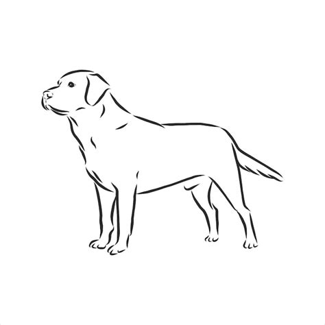 Premium Vector Labrador Retriever Dog Isolated Outlined Sketch Logo