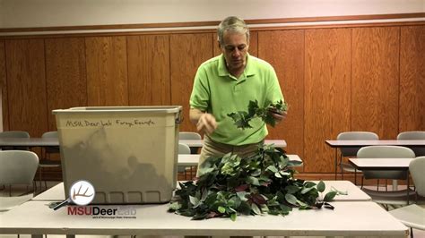 Quite a few different animals actively hunt deer for food. How Much Deer Eat Daily - YouTube