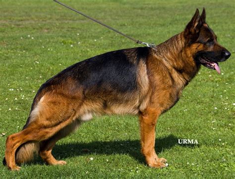 The Highly Impressive Show Results Of Mittelwest German Shepherds
