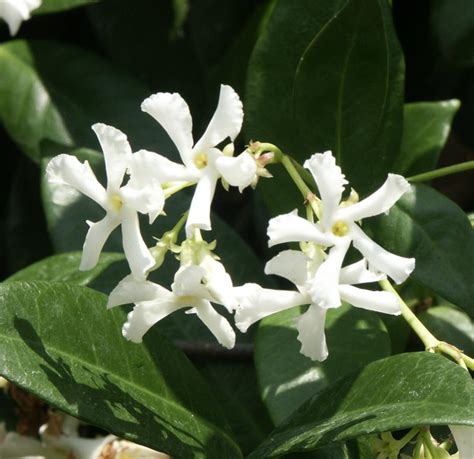 Trachelospermum Jasminoides Wikipedia