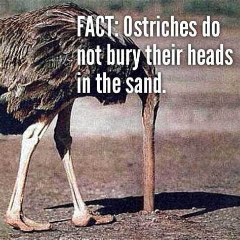 Do Ostriches Put Their Head In The Sand Parote