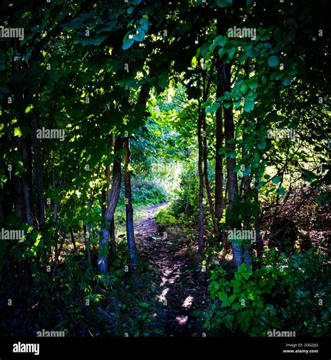 Hiking Trail In The Woods Stock Photo Alamy