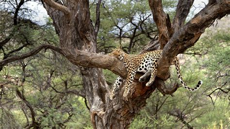 Free Download Leopard Namibia Bing Wallpaper Download 1920x1080 For Your Desktop Mobile