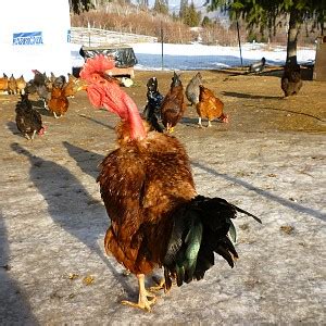 Naked Neck Turken Backyard Chickens