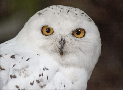 The hoot owl and the great horned owl are known to. Owl (Snowy) - Dudley Zoo and Castle