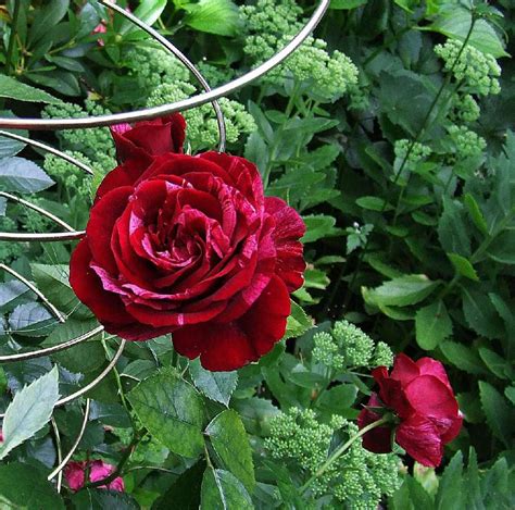 Buy Deep Impression ® Floribunda Rose Agel Rosen