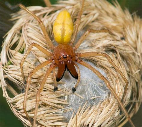 Check spelling or type a new query. Some of the World's Most Venomous and Dangerous Spiders