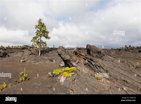 Chain Of Craters Road Hi Res Stock Photography And Images Alamy