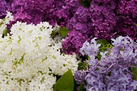 19 Lilac Color Untuk Mempercantik Rumah