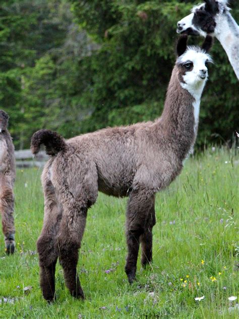As most of you know the demand for ccara style pack llamas far exceeds the supply. Amata de Oro | Watertown Llamas | Llamas for sale - Llama ...